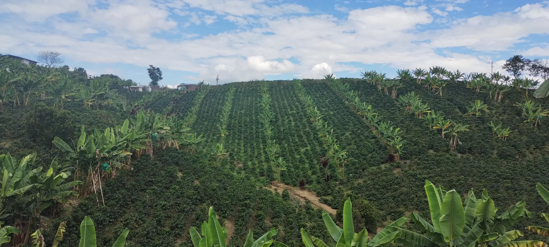 CAFETAL: Coffee Farm Visit in Andes